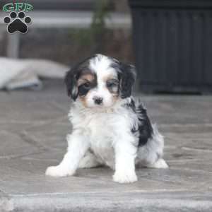 Casey, Cavapoo Puppy